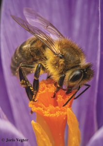 Action Guerlain lors du World Bee Day